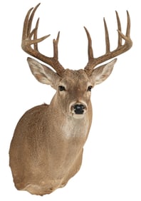 Whitetail Deer Shoulder Mount