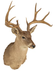Whitetail Deer Shoulder Mount