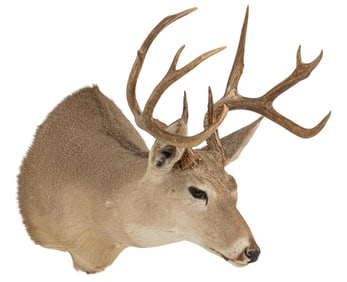Whitetail Deer Shoulder Mount