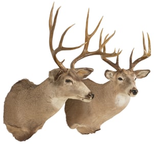 (2) Whitetail and Mule Deer Shoulder Mounts