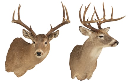 Pair of Whitetail Deer Shoulder Mounts
