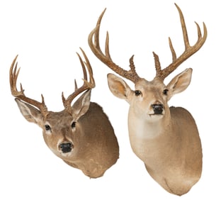 Pair of Whitetail Deer Shoulder Mounts