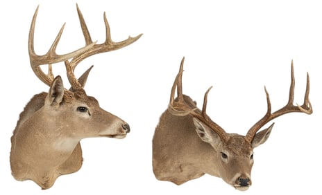 Pair of Whitetail Deer Shoulder Mounts