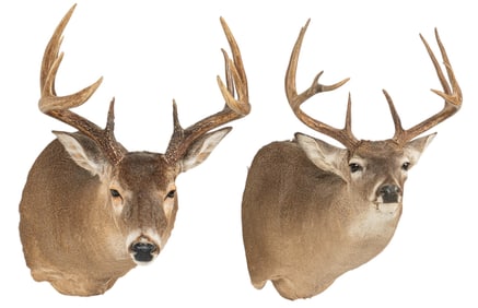Pair of Whitetail Deer Shoulder Mounts