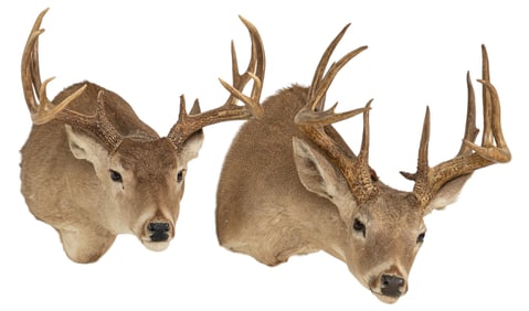 Pair of Whitetail Deer  Shoulder Mounts