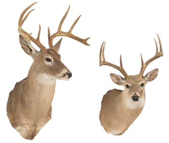 Pair of Whitetail Deer  Shoulder Mounts