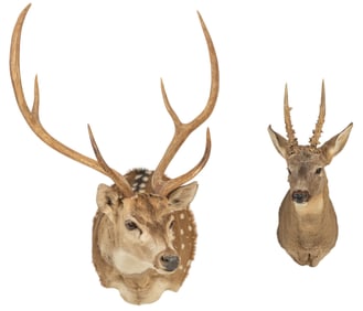 (1) Roe Deer and (1) Axis Deer Shoulder Mounts