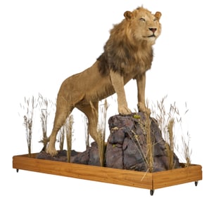 Lion Full Body Mount