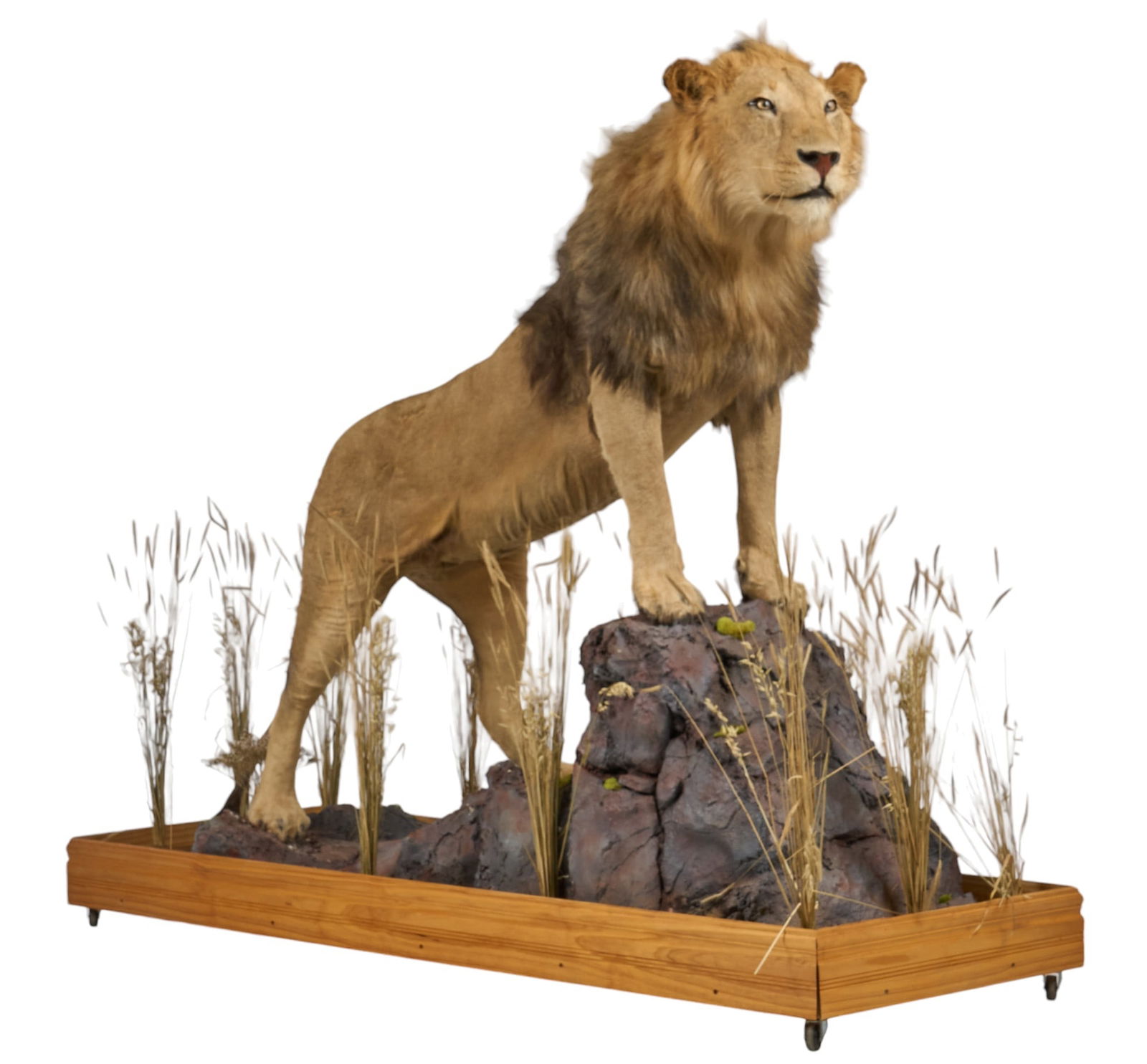 Lion Full Body Mount