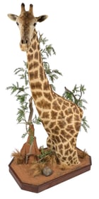 10 ft. Giraffe Shoulder Mount