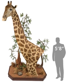 10 ft. Giraffe Shoulder Mount