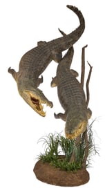 Impressive Duo Full Body Crocodile Display