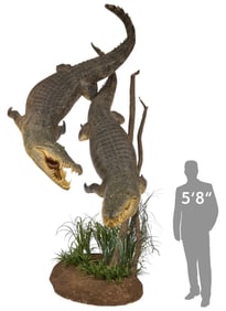 Impressive Duo Full Body Crocodile Display