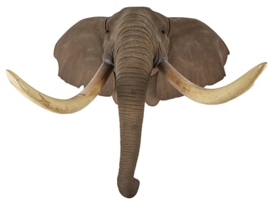 Elephant Head Mount