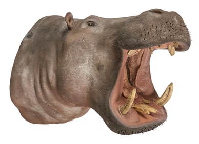 Hippo Shoulder Mount