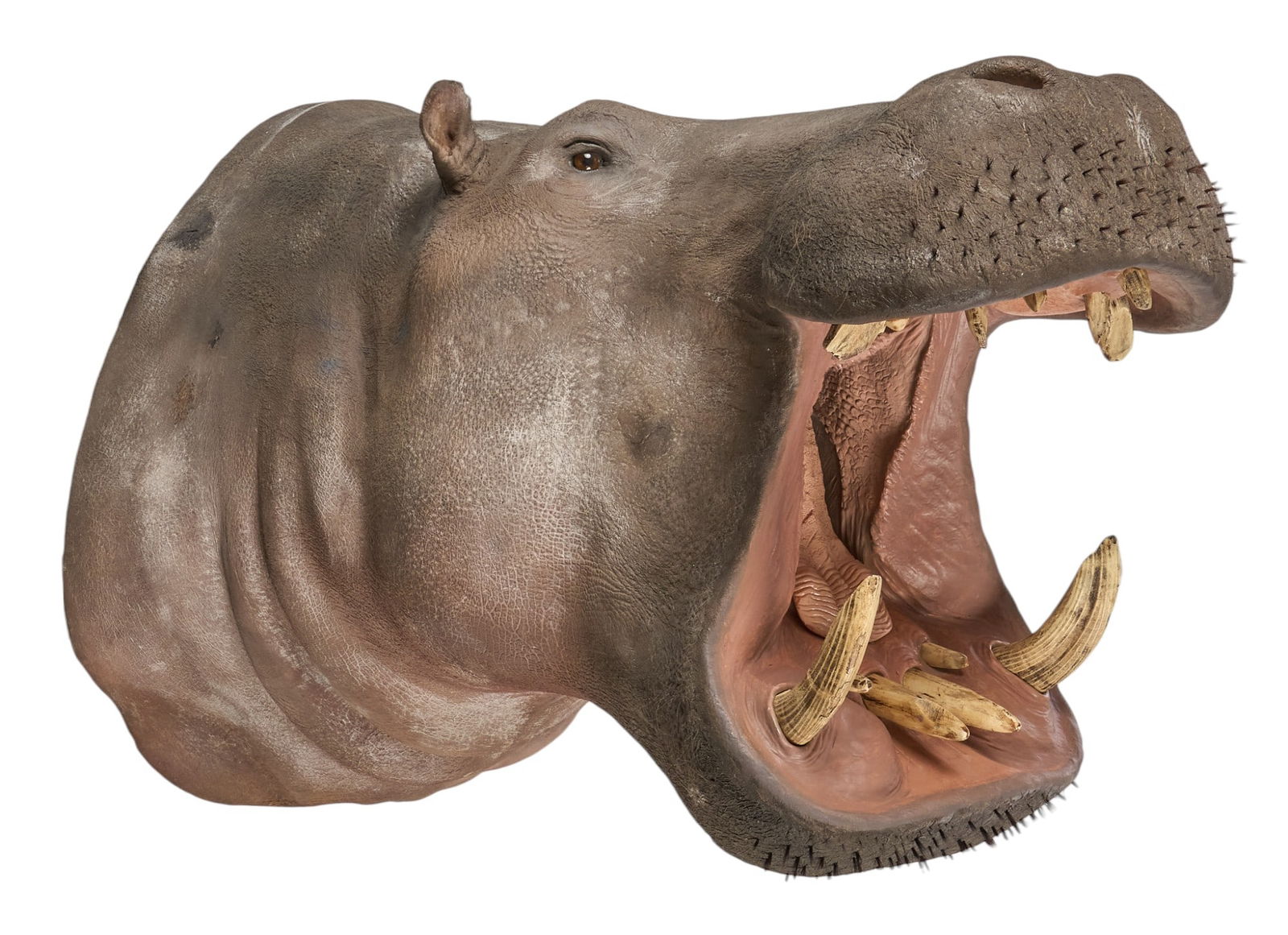 Hippo Shoulder Mount (1 of 3)