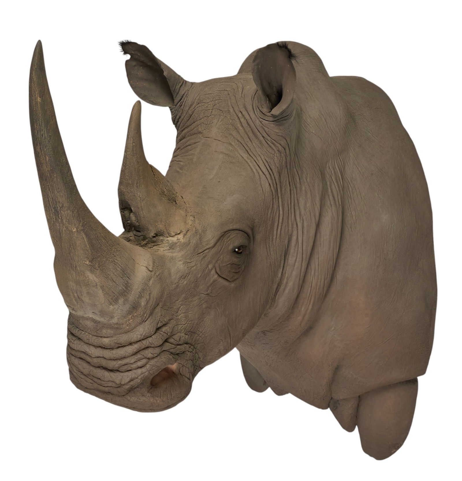 Large Rhino Shoulder Mount (1 of 3)