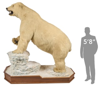 Full Body Polar Bear Display