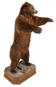 Full Body Russian Bear Display