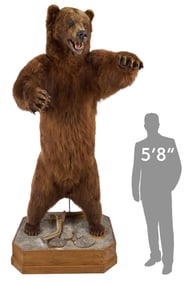 Full Body Russian Bear Display