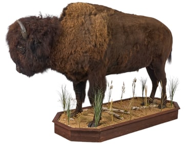 Full Body Bison Display