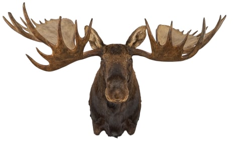Record Moose Shoulder Mount