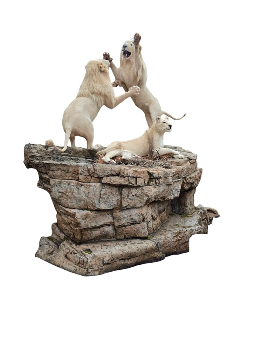 Monumental (3) Full Body Lions Display (1 of 5)