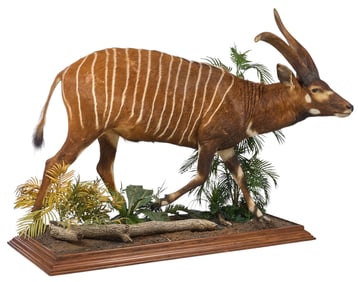Full Body Bongo Display