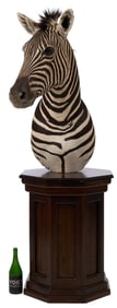 Zebra Shoulder Mount on Pedestal