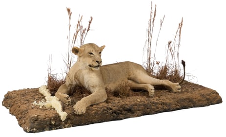 Lioness Full Body Mount