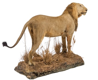 Full Body Lion Display