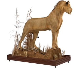 Lion Full Body Mount