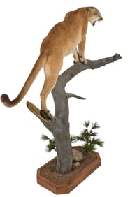 Mountain Lion Full Body Display
