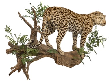 Full Body Leopard Mount
