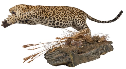 Full Body Leopard Mount