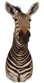 Zebra Shoulder Mount