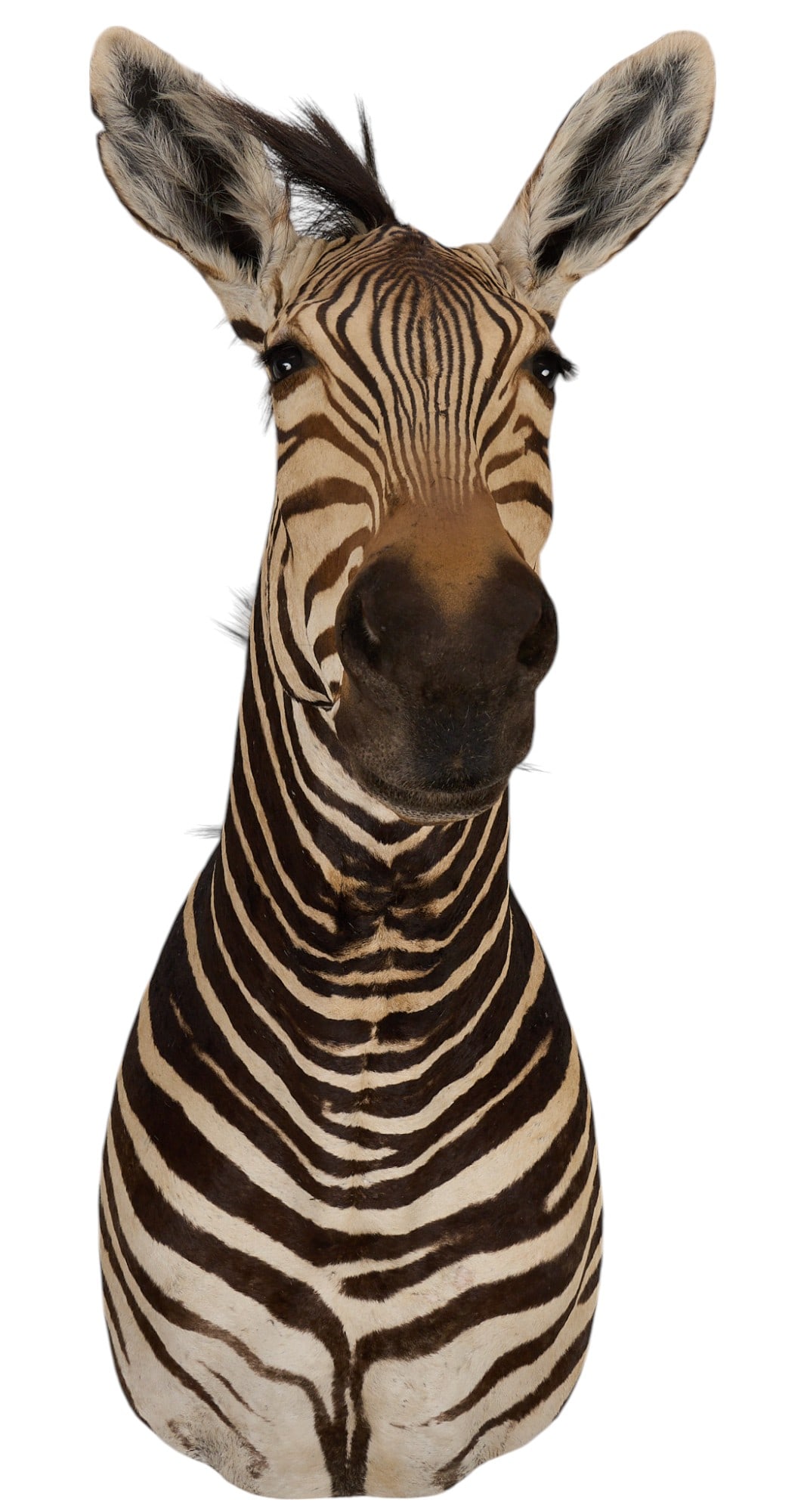 Zebra Shoulder Mount (1 of 4)