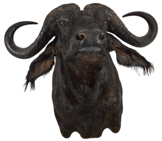 Cape Buffalo Shoulder Mount