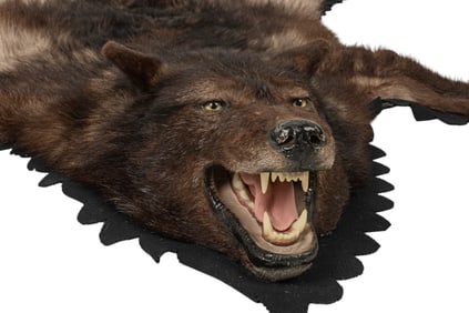 Wolf Hide Rug with Head