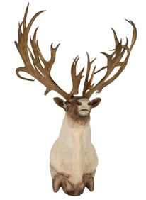 Record Caribou Shoulder Mount