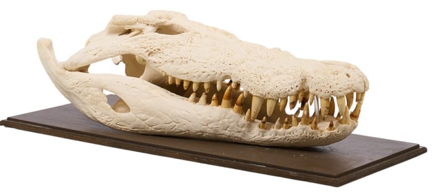 Crocodile Skull