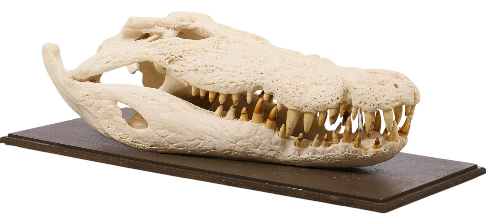 Crocodile Skull (1 of 3)