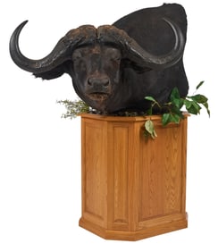 Cape Buffalo Shoulder Mount on Pedestal