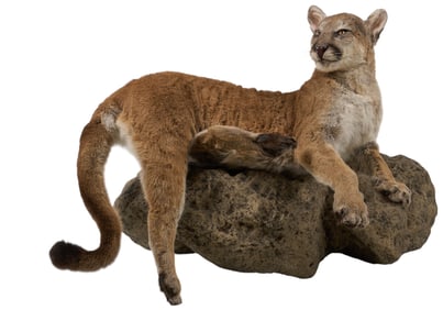 Full Body Mountain Lion Mount