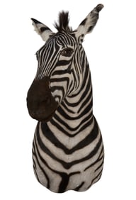 Zebra Shoulder Mount