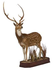 Full Body Axis Deer on Display