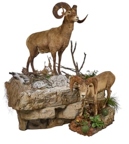 Full Body Desert Bighorn Sheep on Base