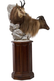 Tahr and Chamois Duel Shoulder Display