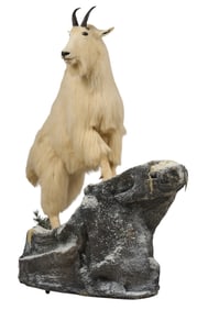 Mountain Goat Full Body Display