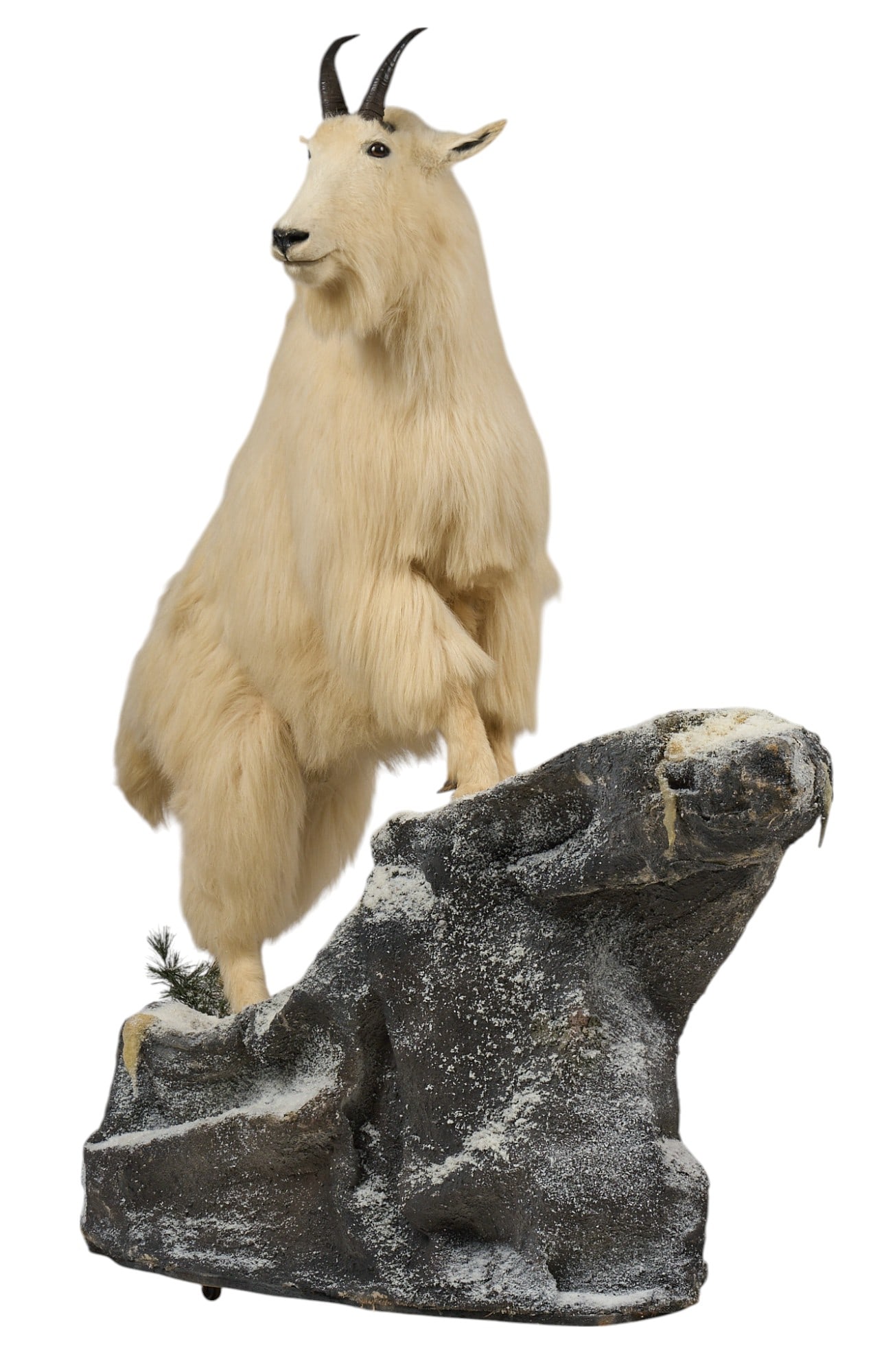 Mountain Goat Full Body Display (1 of 4)